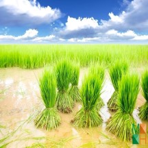 Tranh dán tường phòng khách đẹp tại Hà Nội NA - 386